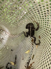 Anaxyrus boreas boreas