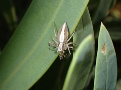 Oxyopes kraepelinorum