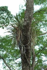 Aechmea distichantha