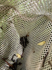 Anaxyrus boreas boreas