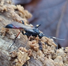 Stenichneumon culpator