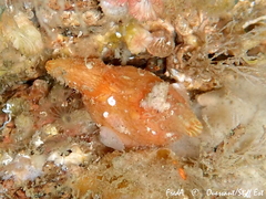 Pyura microcosmus