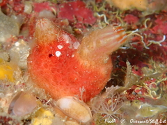 Pyura microcosmus