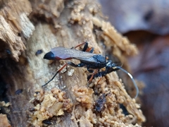 Stenichneumon culpator