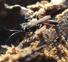 Stenichneumon culpator