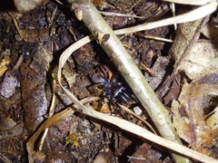 Atypus affinis