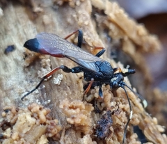 Stenichneumon culpator
