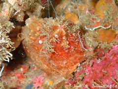 Pyura microcosmus