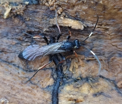 Stenichneumon culpator
