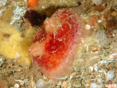 Pyura