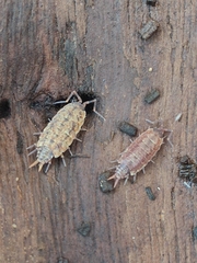 Porcellionides cingendus