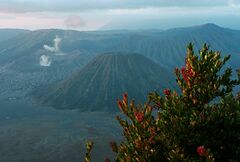 Vaccinium varingiifolium