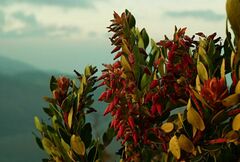 Vaccinium varingiifolium