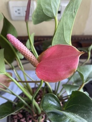 Araceae