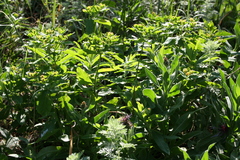 Euphorbia epithymoides