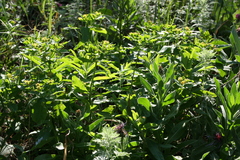 Euphorbia epithymoides