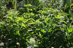 Euphorbia epithymoides