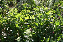 Euphorbia epithymoides