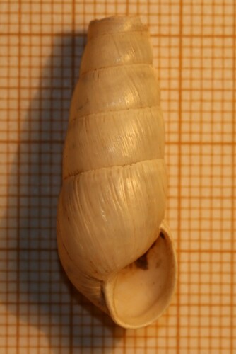 Decollate Snail
