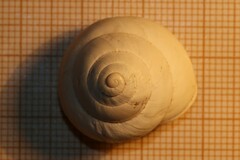 Sphincterochila candidissima