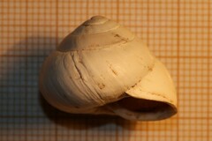 Sphincterochila candidissima