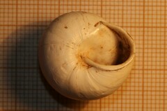 Sphincterochila candidissima
