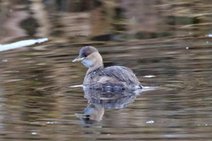 Tachybaptus ruficollis
