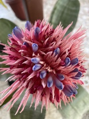 Aechmea fasciata