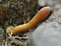 Trichoderma cornu-damae