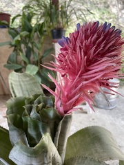 Aechmea fasciata