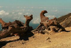 Vaccinium varingiifolium