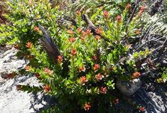Vaccinium varingiifolium