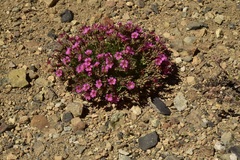 Oxalis squamata