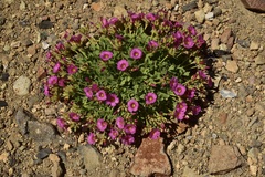 Oxalis squamata