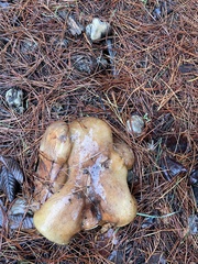 Suillus pungens