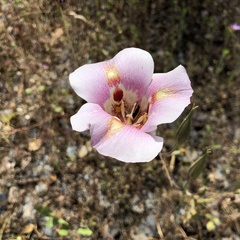 Calochortus venustus