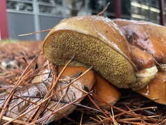Suillus pungens