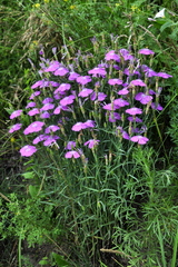 Dianthus campestris