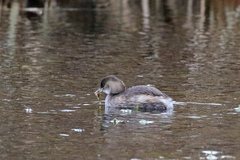 Tachybaptus ruficollis