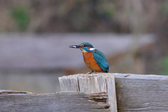 Alcedo atthis ispida