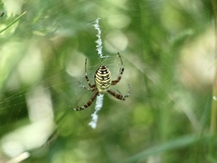 Argiope bruennichi