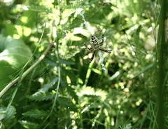 Argiope bruennichi