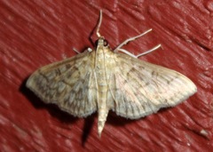 Herpetogramma pertextalis