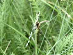 Argiope bruennichi