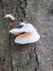 Pleurotus pulmonarius