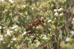 Sphex latreillei