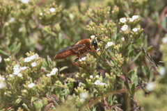 Sphex latreillei