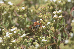 Sphex latreillei