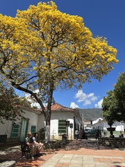Handroanthus guayacan