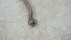 Scolopendridae